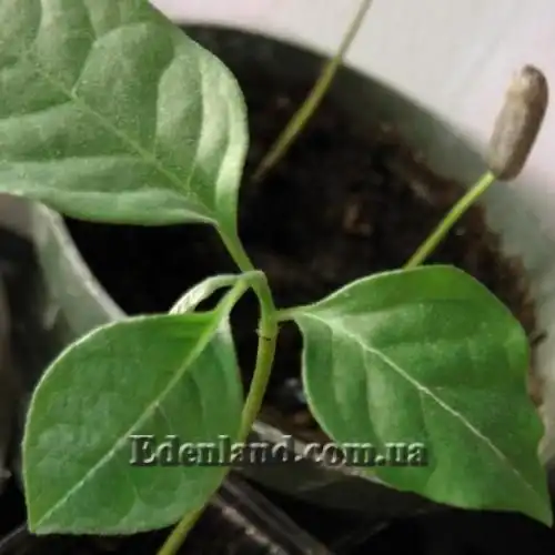 Изображение всходы