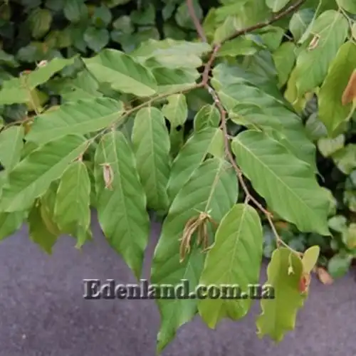 Зображення Десмос китайський - Desmos chinensis