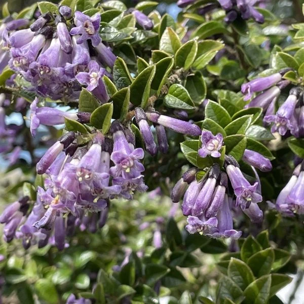 Изображение Рафитамнус колючий - Rhaphithamnus spinosus 