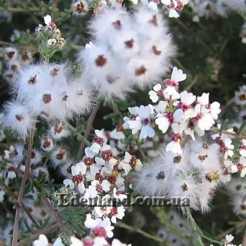 Зображення Еріоцефалус африканський - Eriocephalus africanus