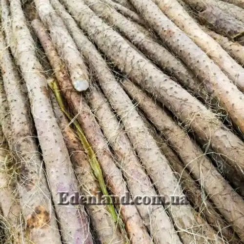 Изображение Диоскорея полистахия, Ямс - Dioscorea polystachya 