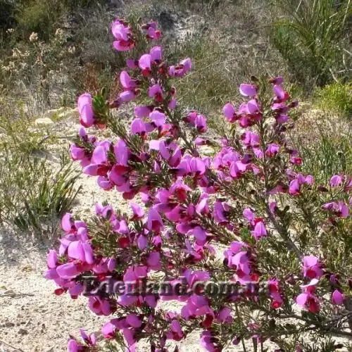 Гомфолобіум шорсткий - Gompholobium scabrum