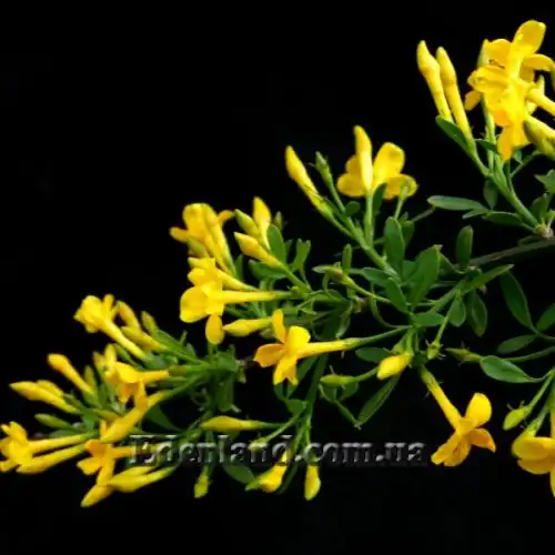Зображення Жасмин чагарниковий - Jasminum fruticans