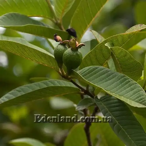 Изображение Псидиум Гуайава  - Psidium guajava 