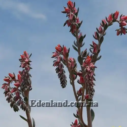Зображення Ехеверія шавіана х стриктіфлора - Echeveria shaviana х strictiflora