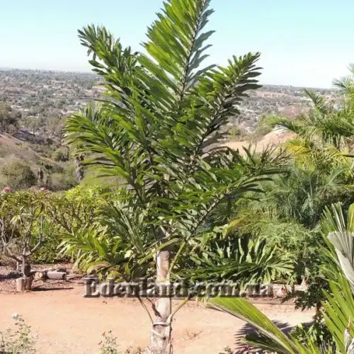 Изображение Валличия (валлихия) двухрядная - Wallichia disticha