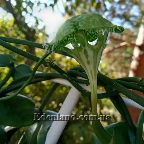 Зображення Церопегія Сандерсона - Ceropegia sandersonii