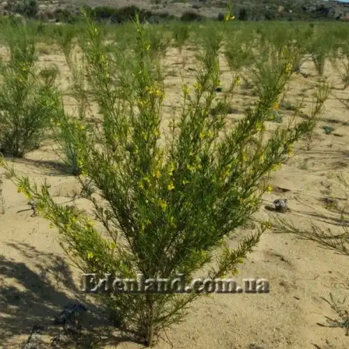 Изображение Аспалатус линейный - Aspalathus linearis