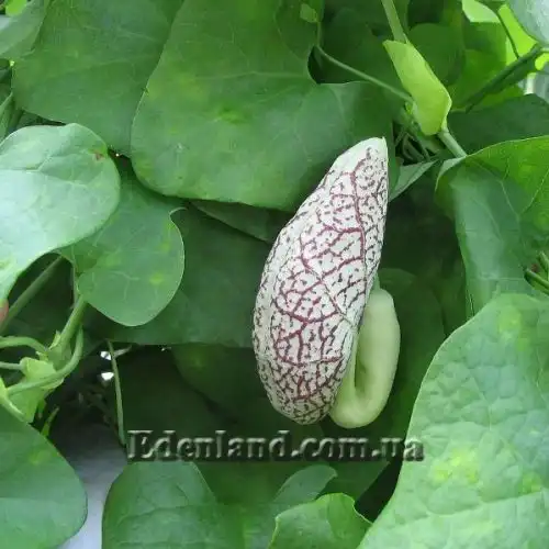 Зображення Аристолохія елегантна - Aristolochia elegans
