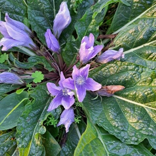 Изображение Мандрагора осенняя - Mandragora autumnalis 