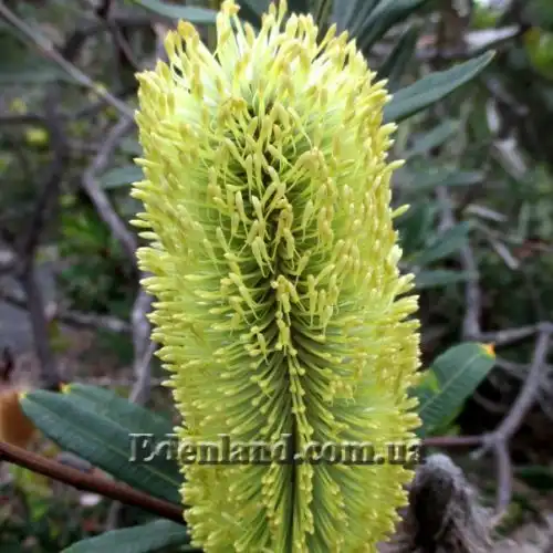 Изображение Банксия мощная - Banksia robur