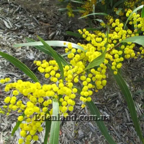 Изображение Акация крупножелезчатая - Acacia macradenia