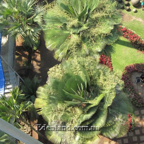 Зображення Коперниція Бейлі - Copernicia baileyana