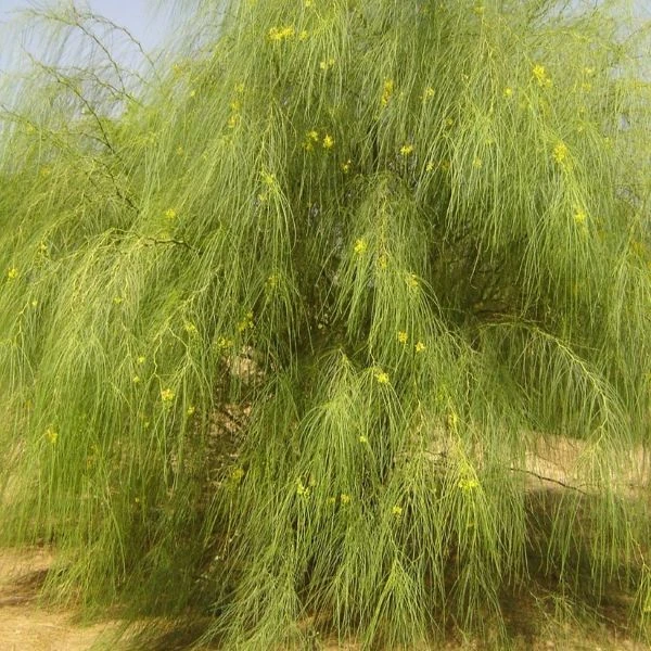 Зображення Паркінсонія шипувата - Parkinsonia aculeata 
