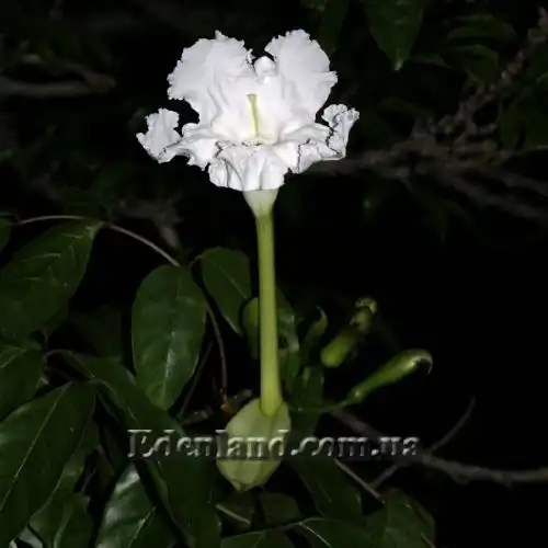 Изображение Долихандрона мелкопильчатая - Dolichandrone serrulata