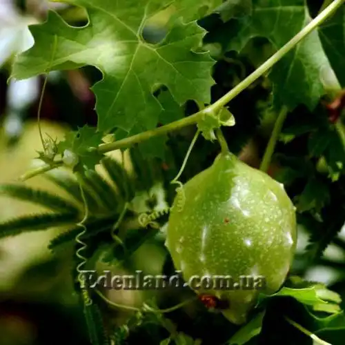 Изображение зеленый плод