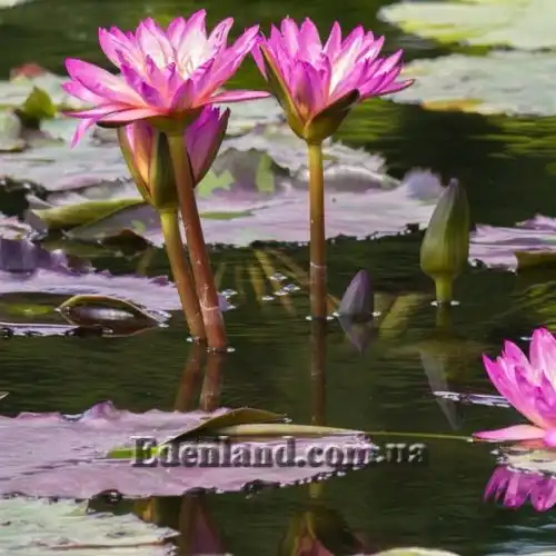 Зображення Німфея (Латаття) Нухалі - Nymphaea nouchali