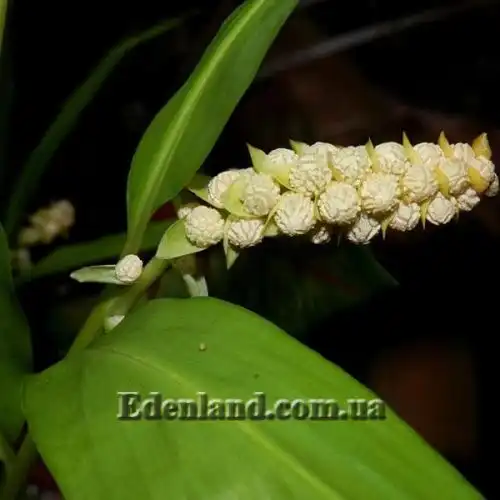 Зображення насіння - повітряні бульбочки