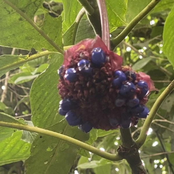 Зображення Палікурея Корреа - Palicourea correae  