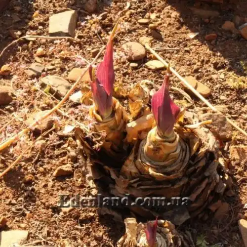 Зображення Мервілла свинцева - Merwilla plumbea