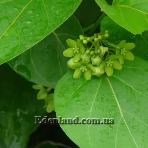 Изображение Дрежея вьющаяся - Dregea volubilis