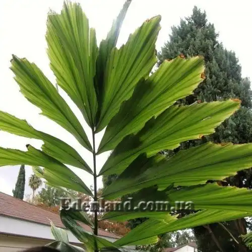 Изображение Валличия (валлихия) двухрядная - Wallichia disticha