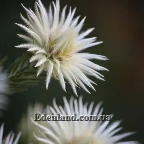 Изображение Филика пернатая - Phylica plumose 