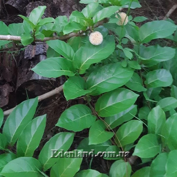 Изображение Науклея широколистная  - Nauclea latifolia