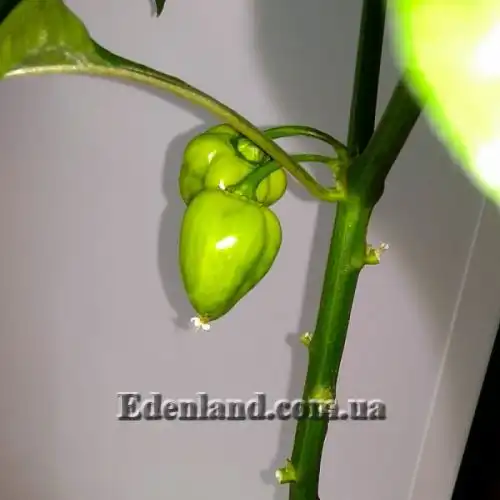 Изображение Перец Хабанеро Рэд Савина - Habanero Red Savina