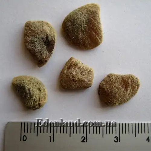 Зображення насіння