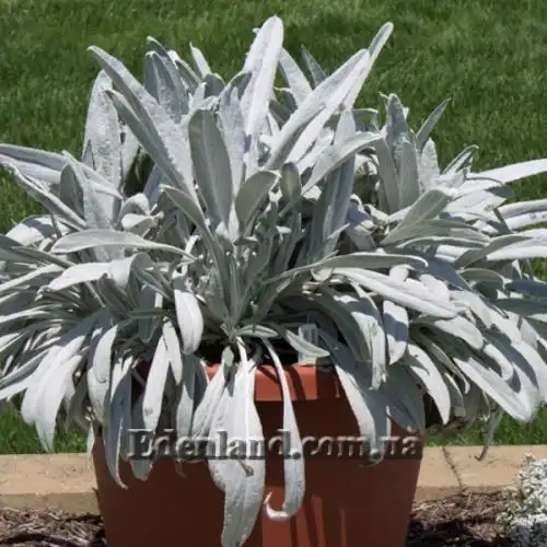 Изображение Сенецио снежно-золотистый - Senecio niveoaureus