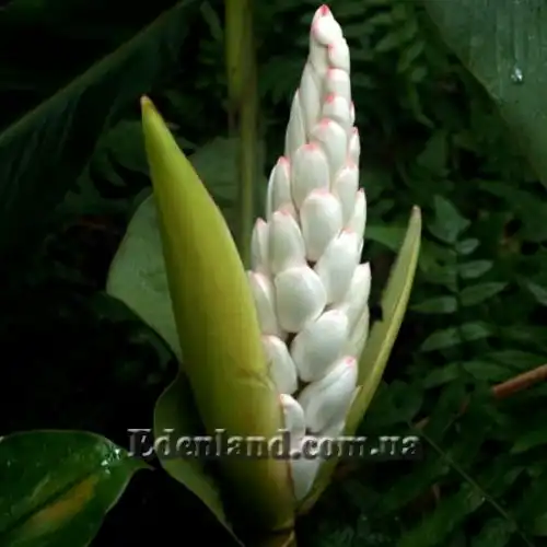 Изображение Альпиния малаккская - Alpinia malaccensis