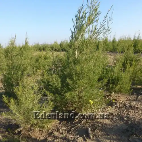 Изображение Аспалатус линейный - Aspalathus linearis