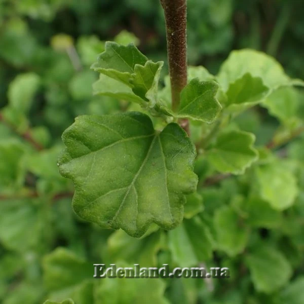 Зображення Павонія обгризена - Pavonia praemorsa