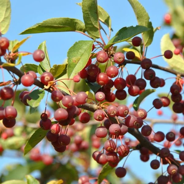 Яблоня Саржента - Malus sargentii  