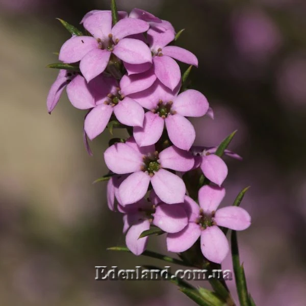 Изображение Колеонема хорошенькая  - Coleonema pulchellum