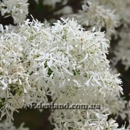 Изображение Хионантус притупленный  - Chionanthus retusus 