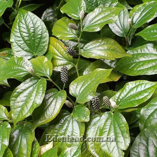 Зображення Перець гілчастий  - Piper sarmentosum