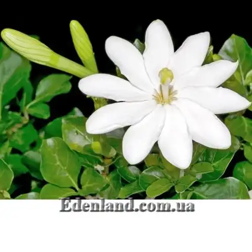 Изображение Гардения Тунберга - Gardenia thunbergia