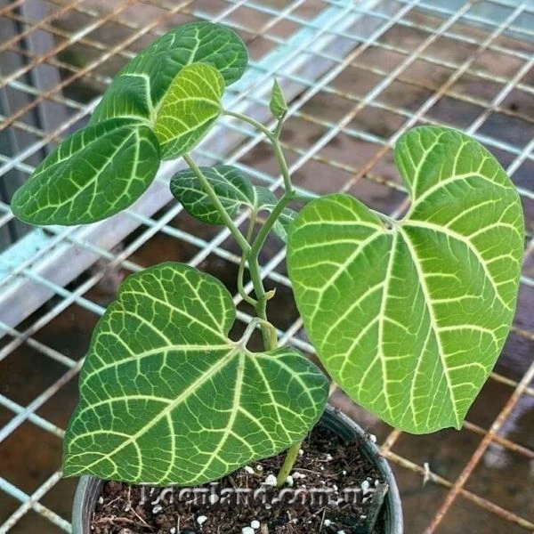 Изображение Аристолохия беложильчатая  - Aristolochia leuconeura