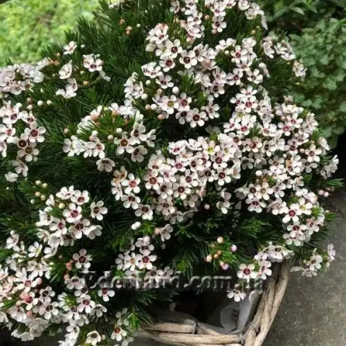 Изображение Хамелауциум крючковатый - Chamelaucium uncinatum