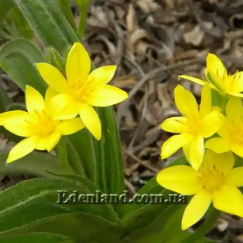 Изображение Гипоксис гемерокаллисовидный - Hypoxis hemerocallidea