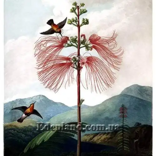 Зображення Калліандра Х'юстона - Calliandra houstoniana    