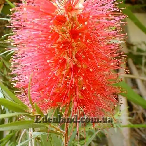 Изображение соцветие