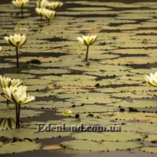 Зображення Німфея (Латаття) Нухалі - Nymphaea nouchali