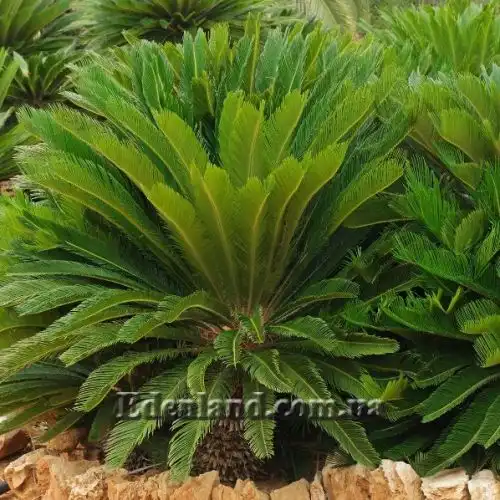 Изображение Цикас поникающий - Cycas revoluta