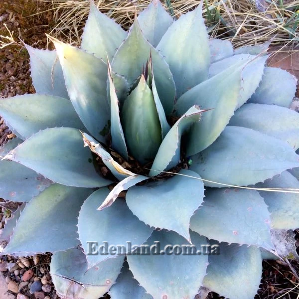 Зображення Агава Хаварда  - Agave havardiana