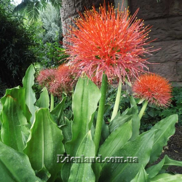 Изображение цветение