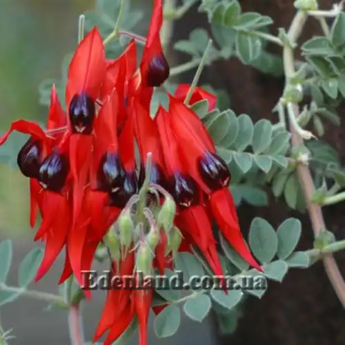 Изображение цветение