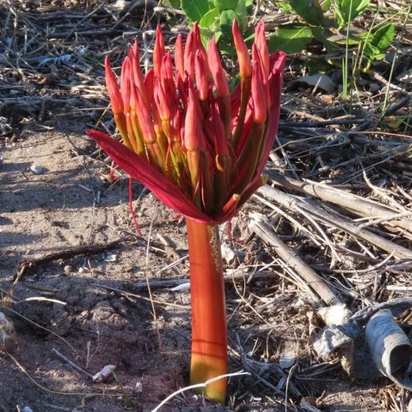 Изображение Брунсвигия восточная - Brunsvigia orientalis  